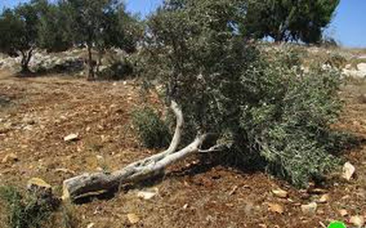 Israeli settlers’ cut of 70 olive trees south West Bank
