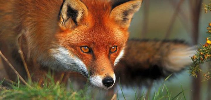 Study: The relationship between foxes and humans began from the Stone Age
