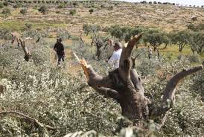Ramallah: Israeli settlers uproot grape saplings