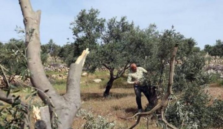 Racist Israeli settlers Sunday uprooted and stole tens of olive saplings in the village of Qusra
