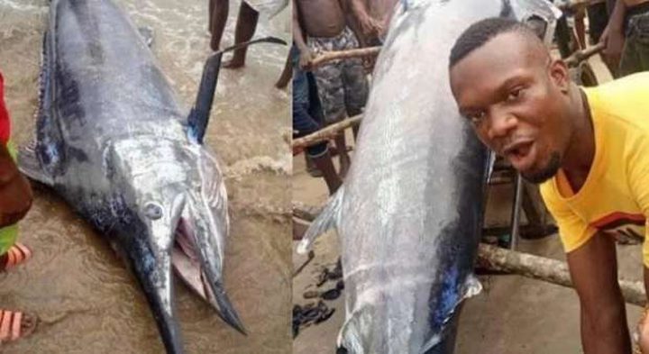 A Nigerian fisherman devours a fish worth 2.6 million dollars with his friends!